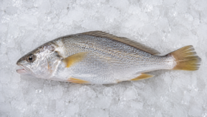 Croaker Fish