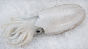 Cuttle Fish whole clean