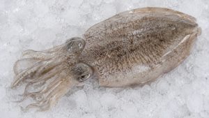 Cuttle fish whole