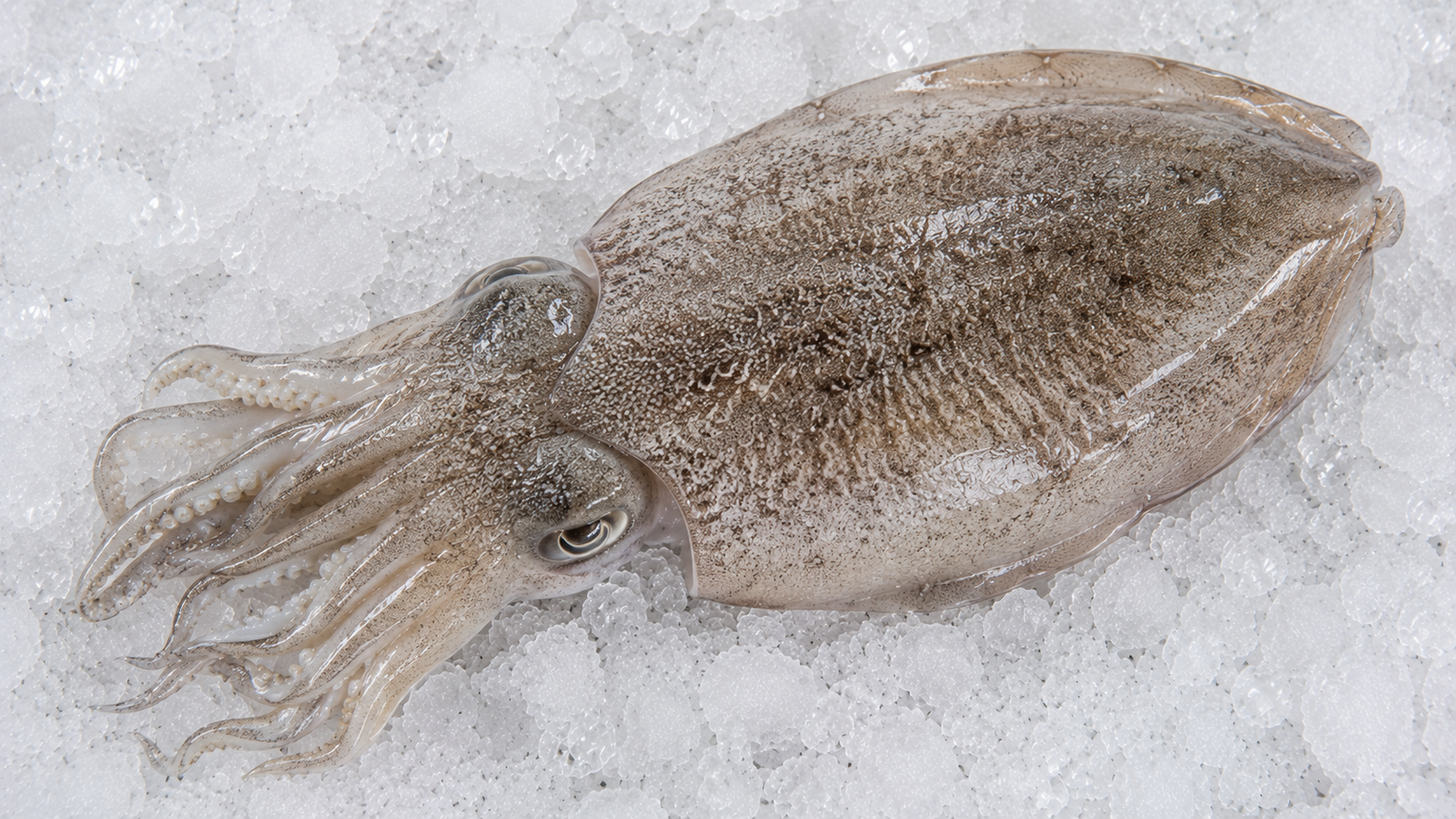 Cuttle fish whole