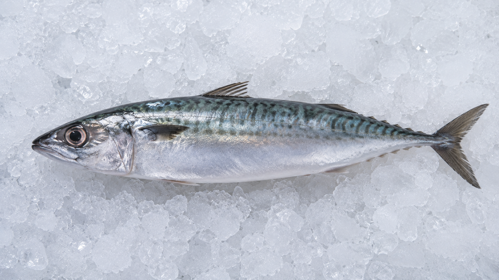 Horse Mackerel Fish