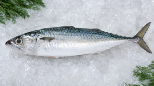 Indian Mackerel Fish