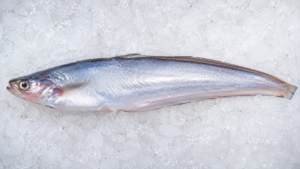 Pabda Fish