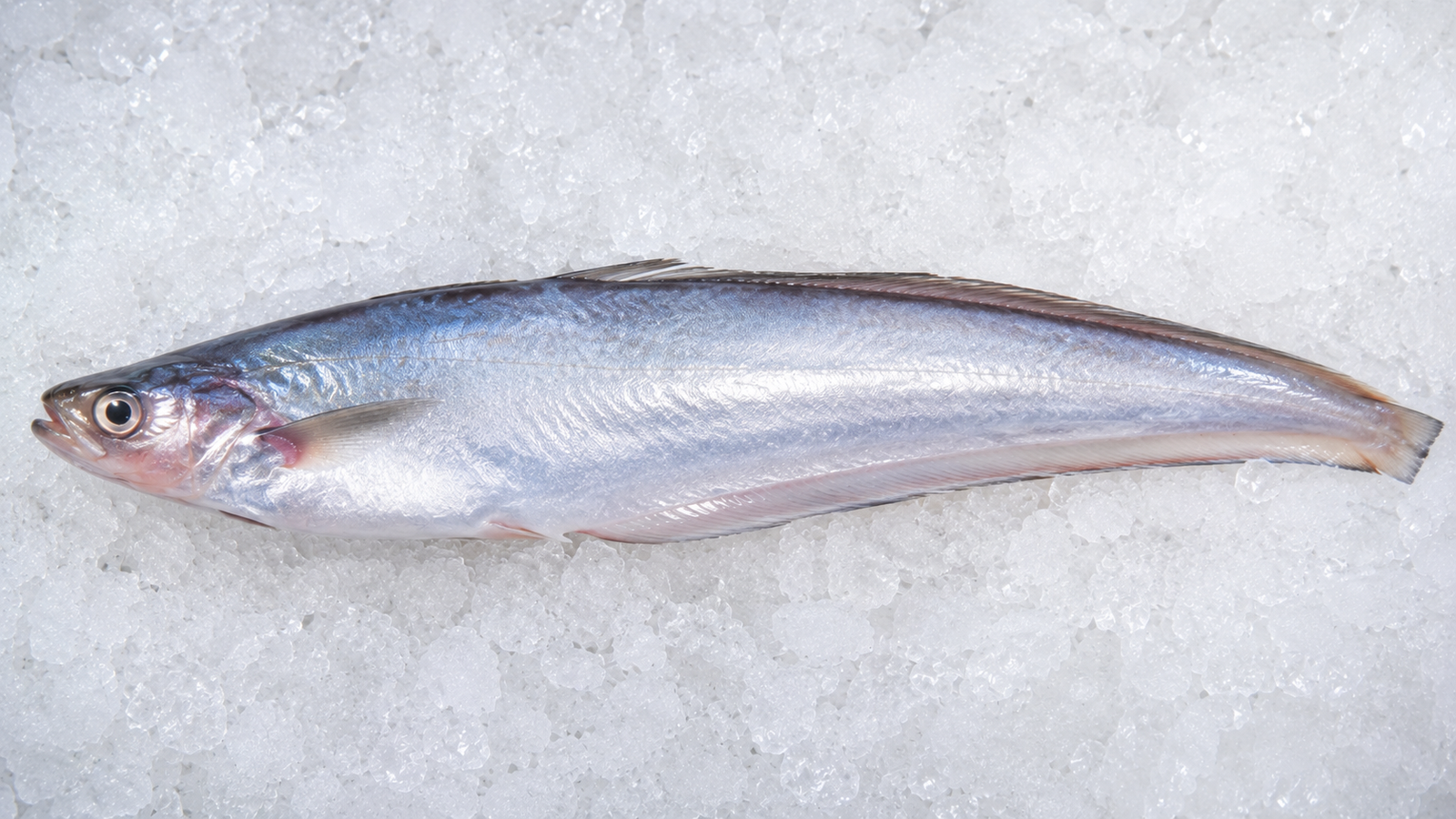 Pabda Fish