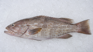 Reef Cod Fish