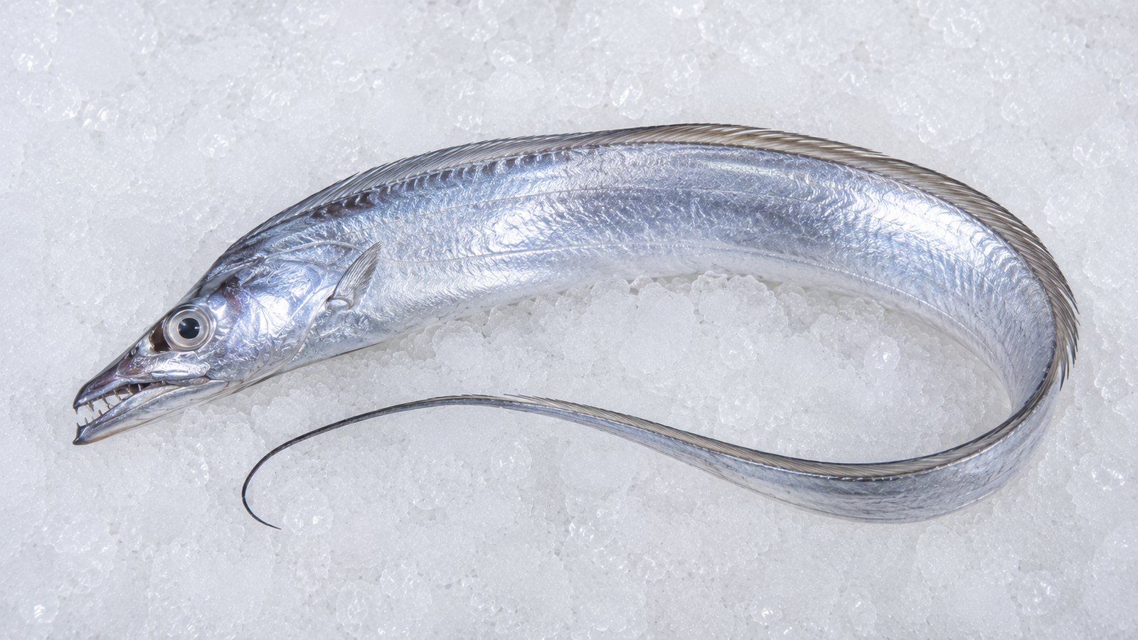 Ribbon fish