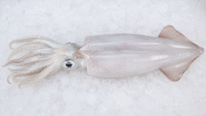 Squid Fish Clean