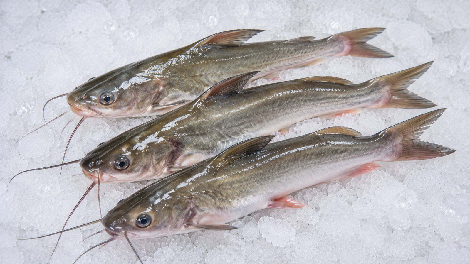 Tengra Fish